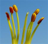  Stamens and Style-stigma